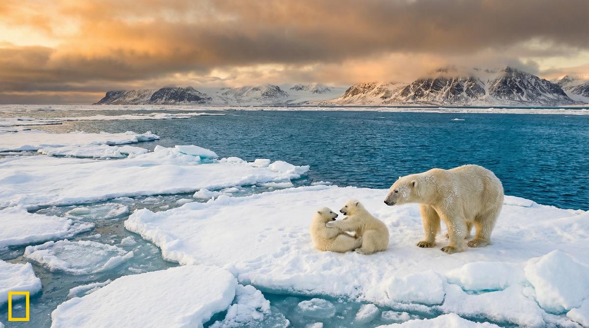 黑丝北极熊视频